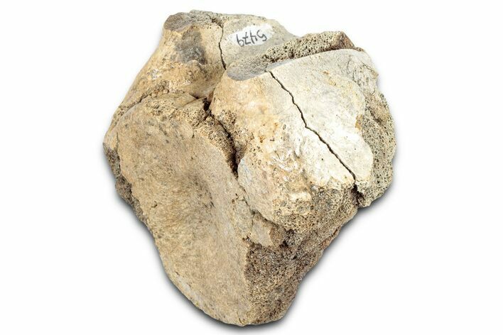 Fossil Ankylosaur (Ankylosaurus) Caudal Vertebra - Montana #331259